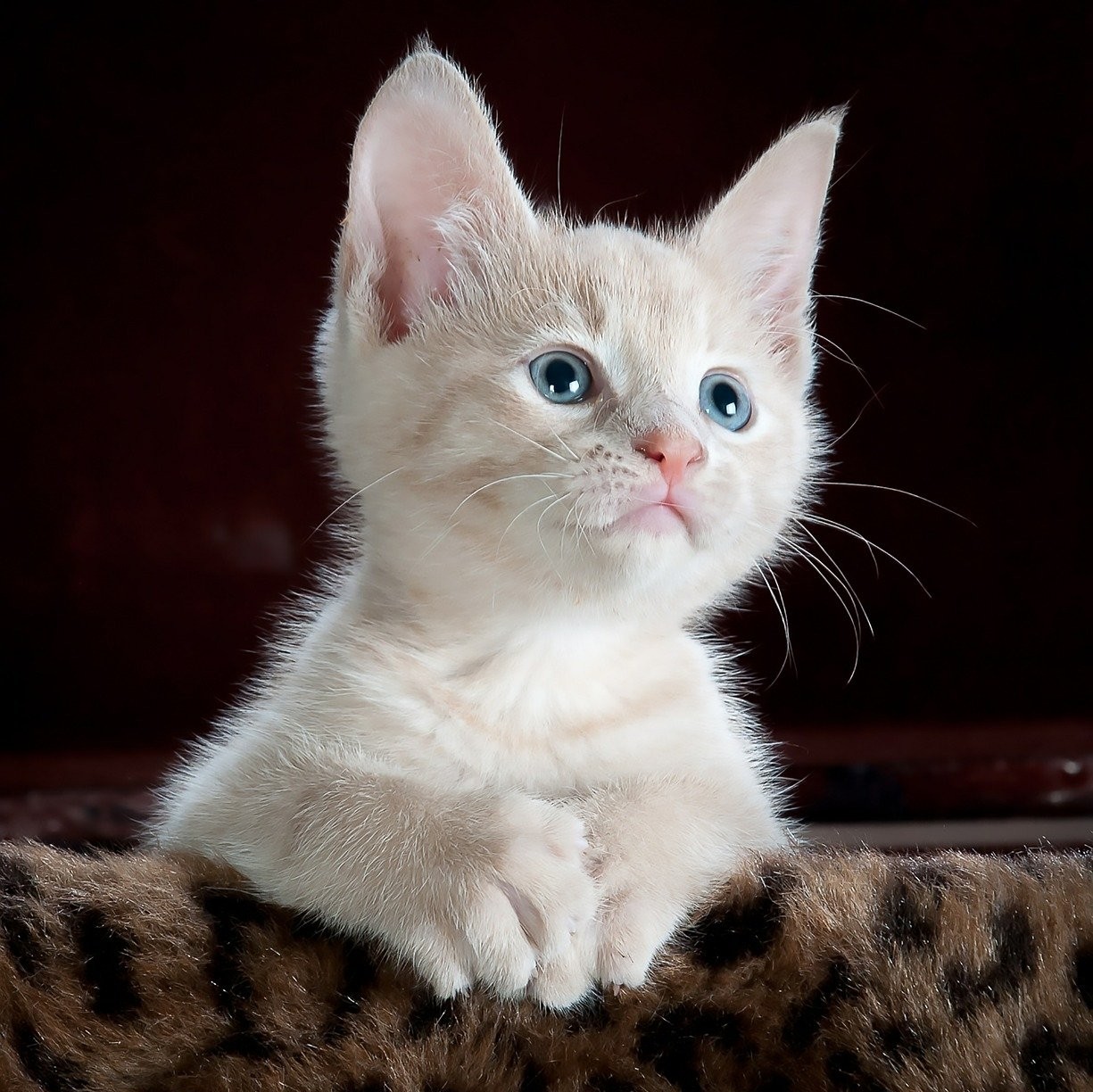 A Cute Kitty.